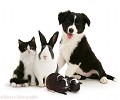 Serene Pet Sitting & Home Watch Services